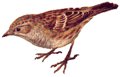 Sparrow